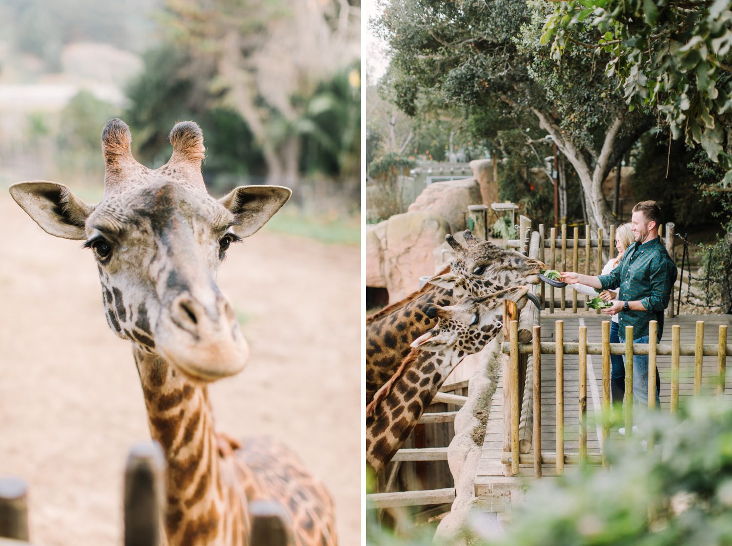 Giraffe at Zoo in California