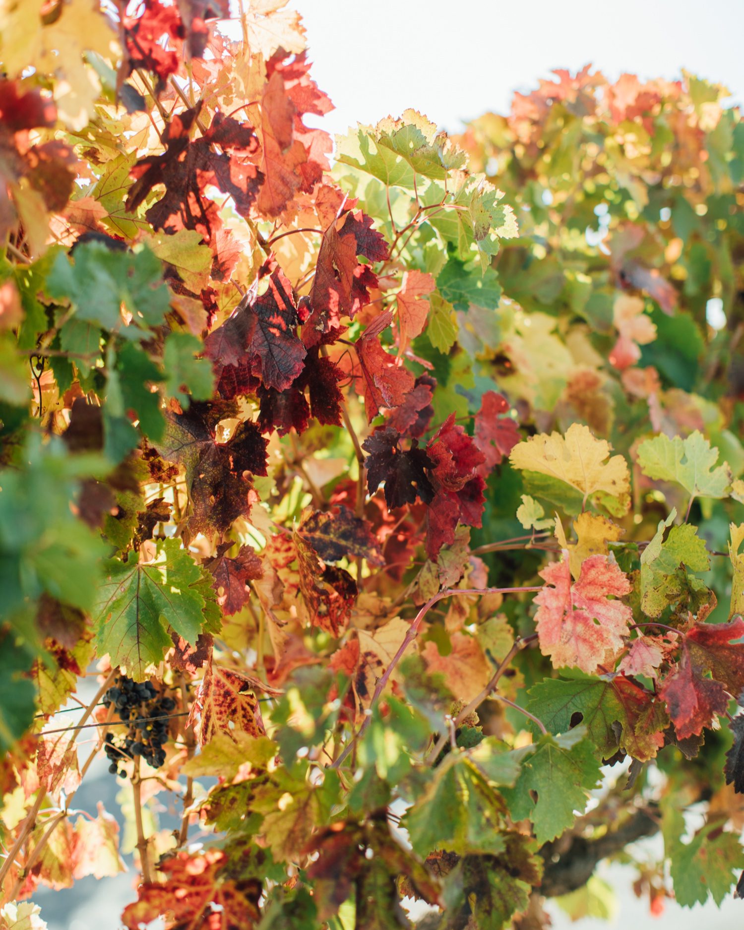 Fall leaves in California Vineyard