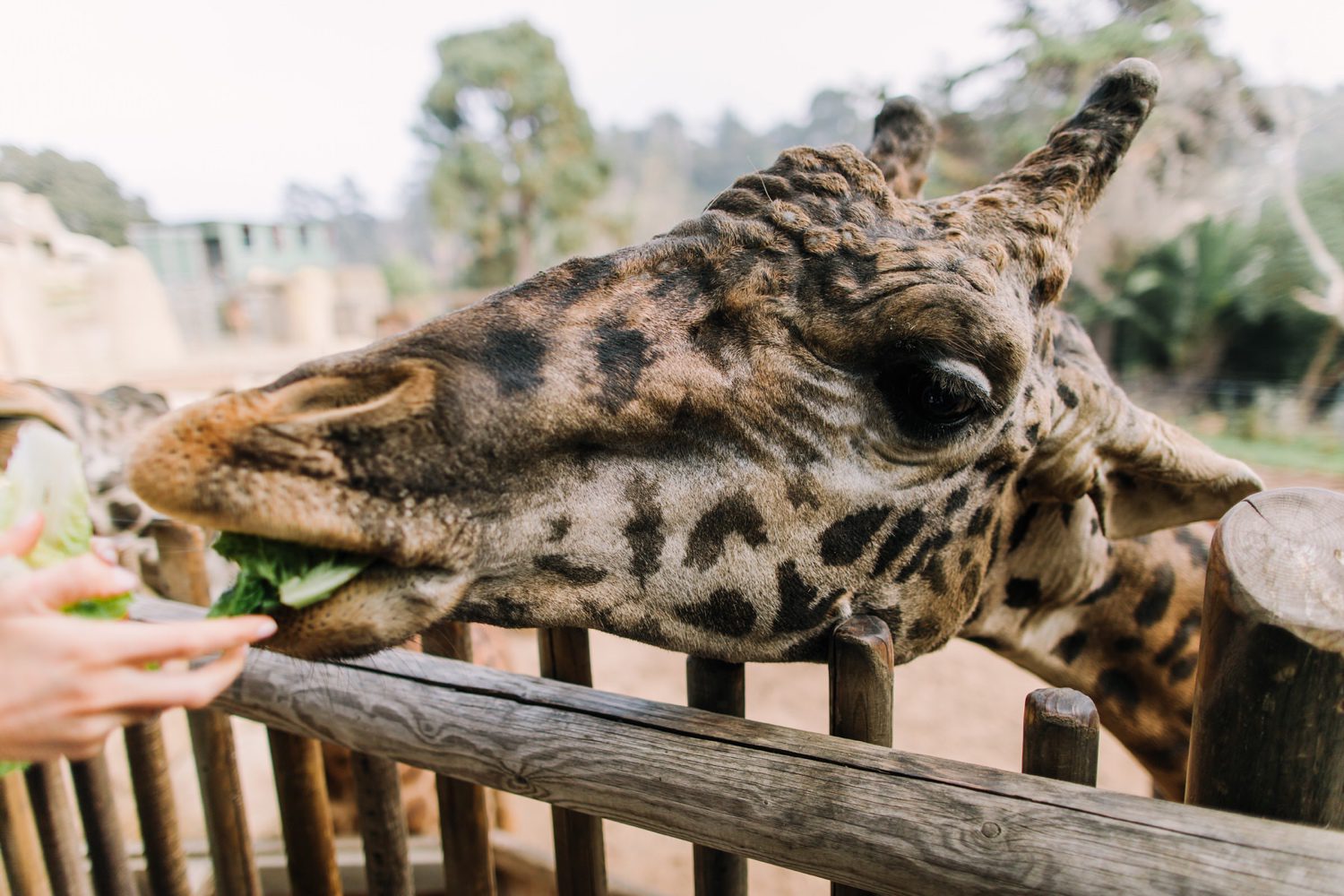 giraffe at Santa Barbara zoo eating lettuce