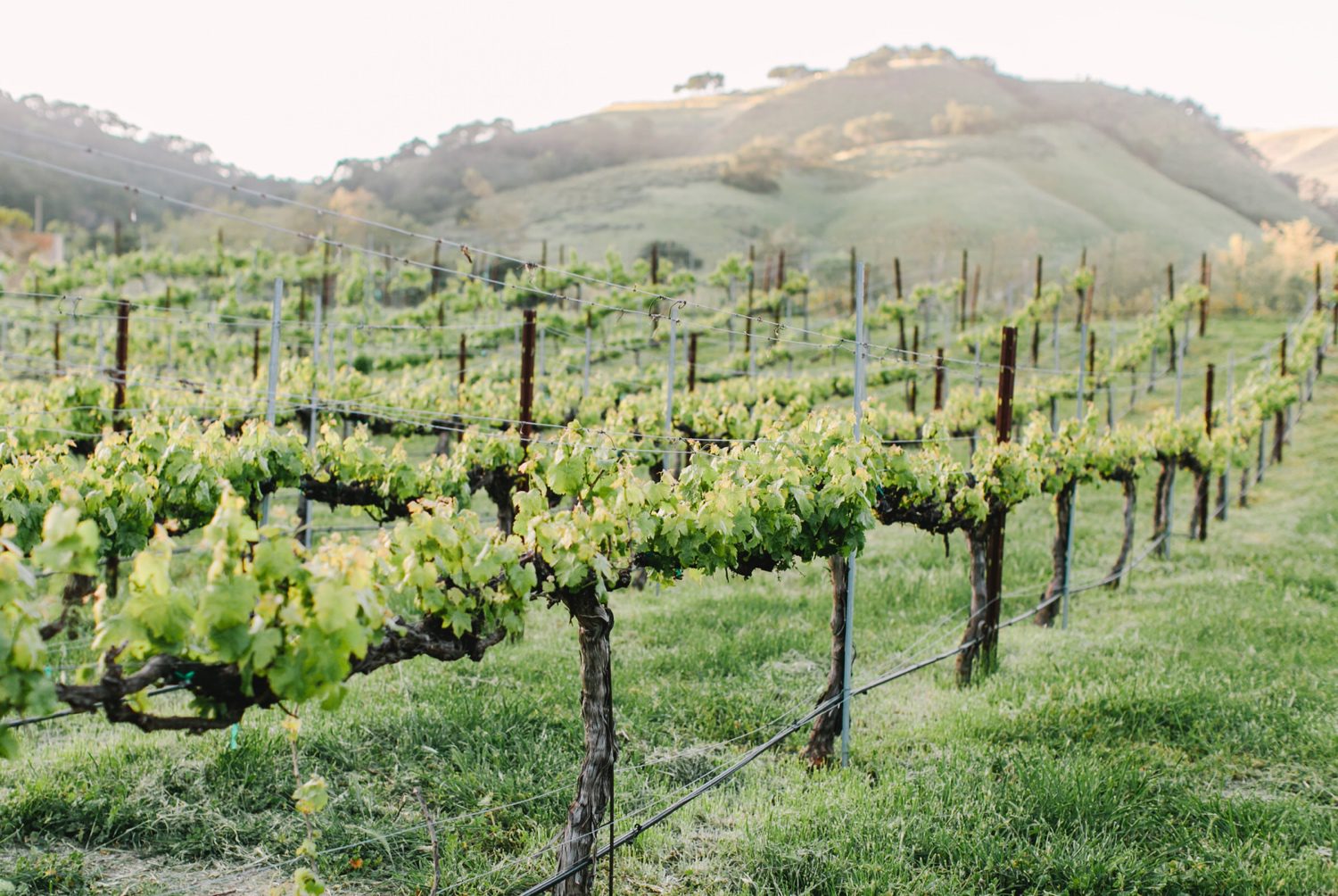 Vineyard in Edna Valley, California