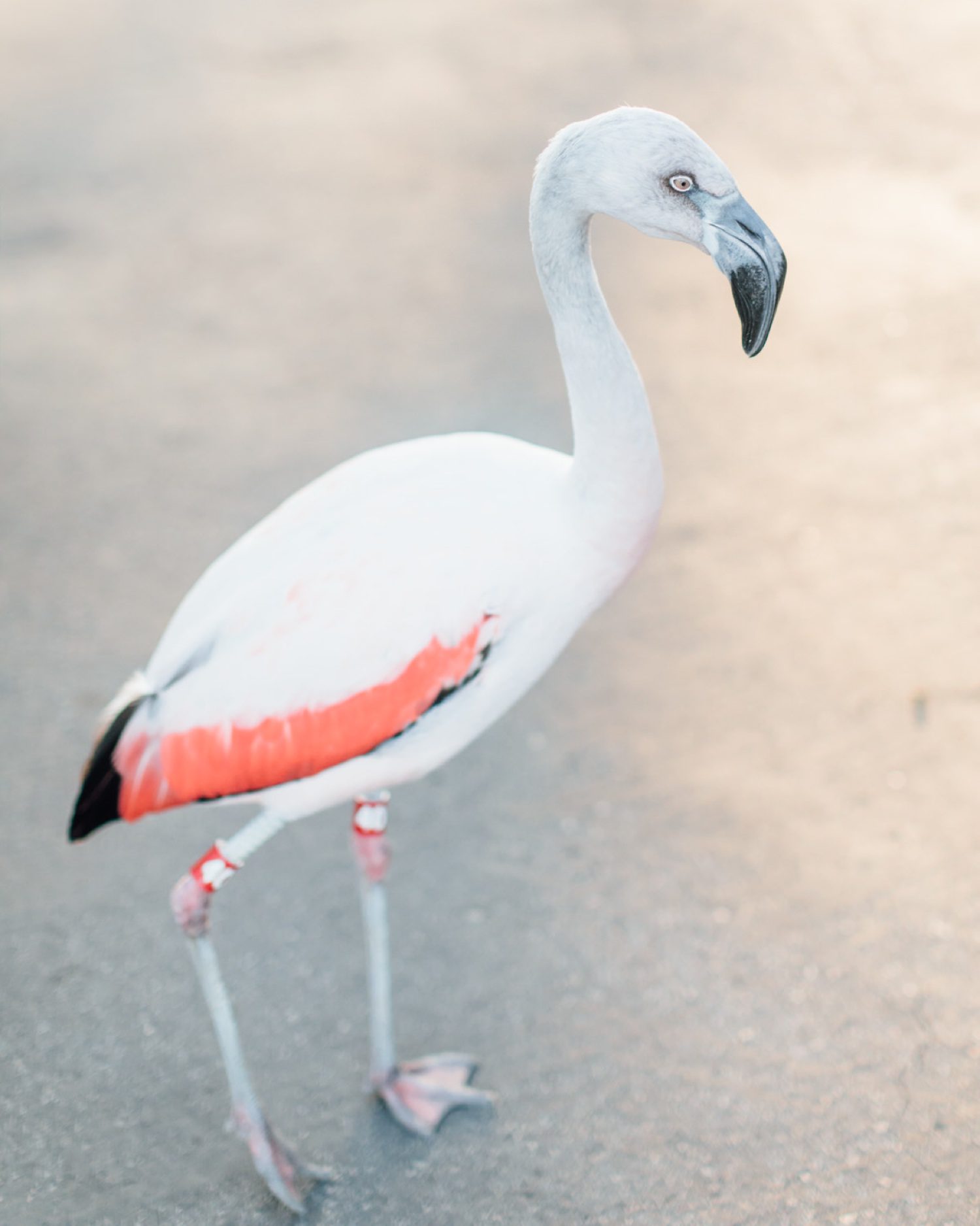 Santa Barbara Zoo Flamingo