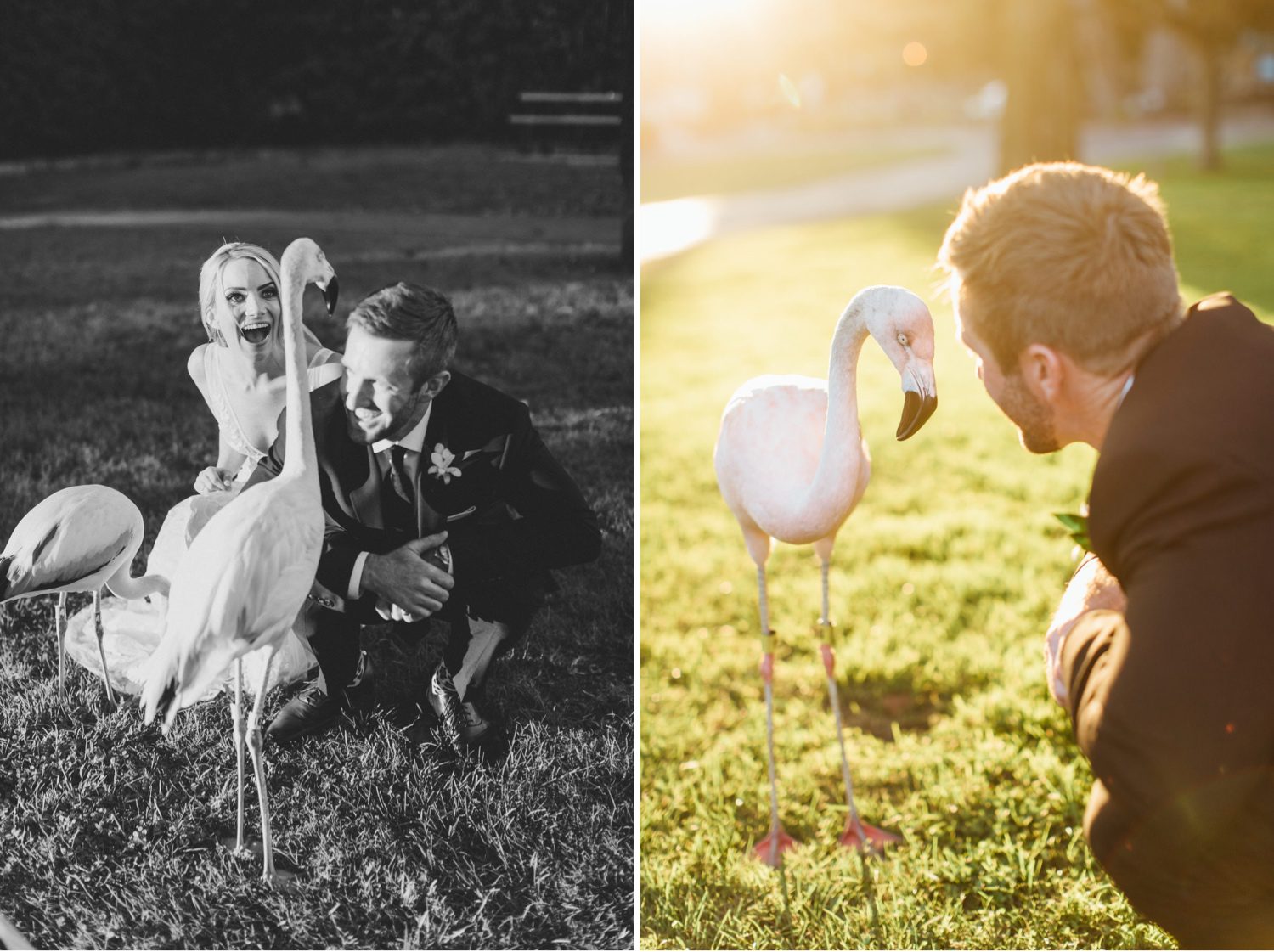 Bride and Groom with live flamingo